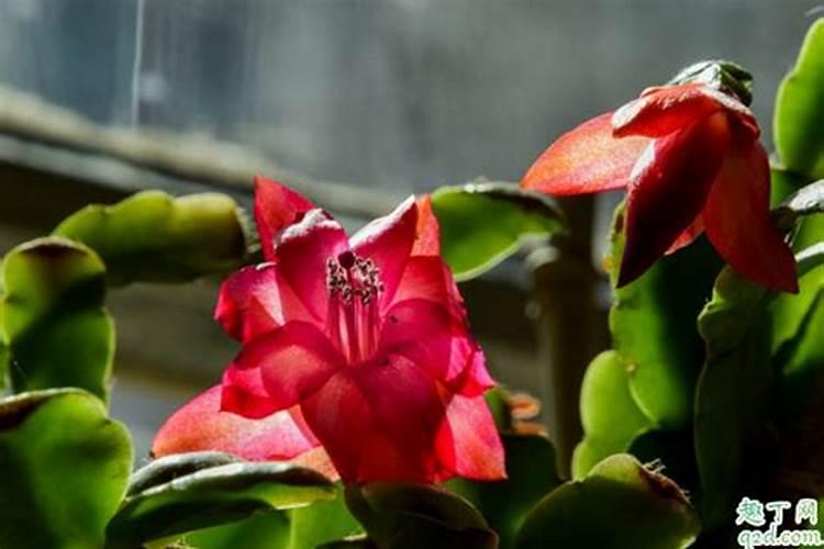 铬对土壤污染有哪些危害