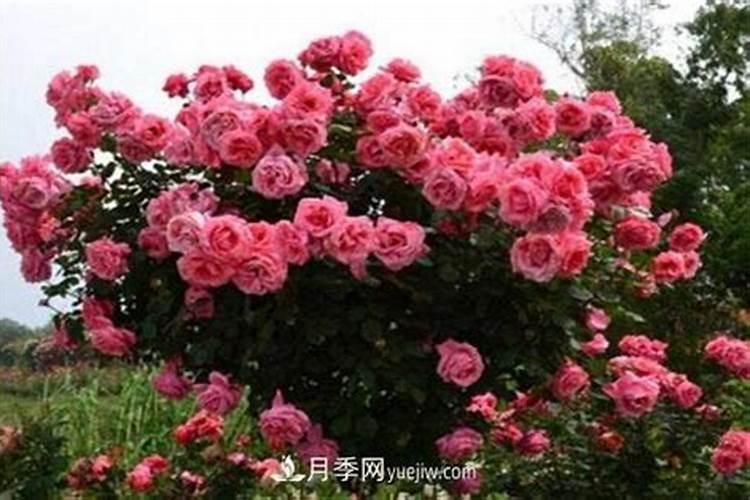 养花可不可以用尿素;花盆里的花能施尿素吗