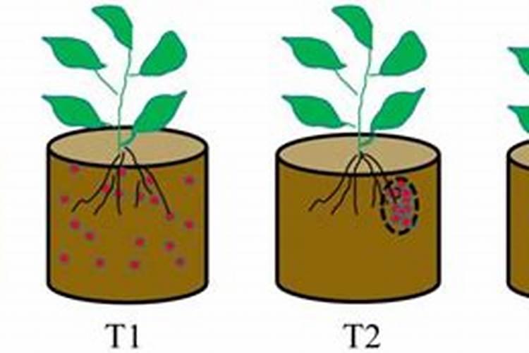 水稻施磷肥有什么作用
