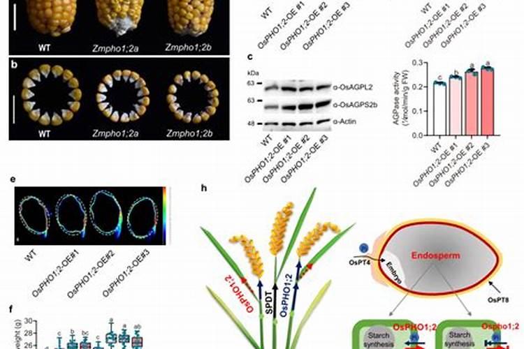 磷肥是农作物的重要肥料之一,怎样施用磷肥才能提高养分利用率？