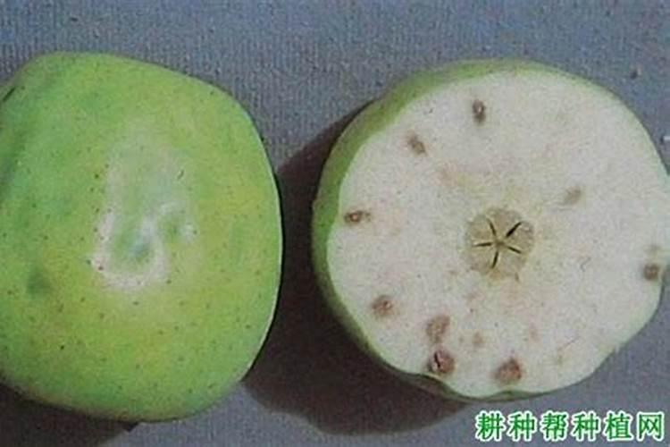 苹果几月份打硼好