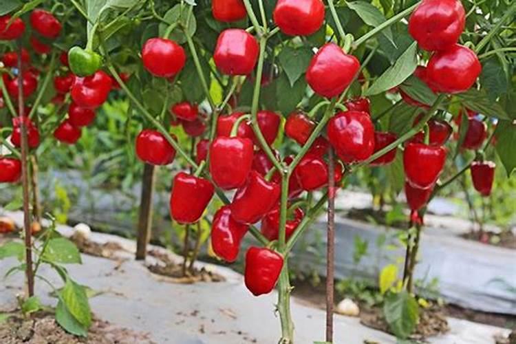 种植辣椒用什么肥料