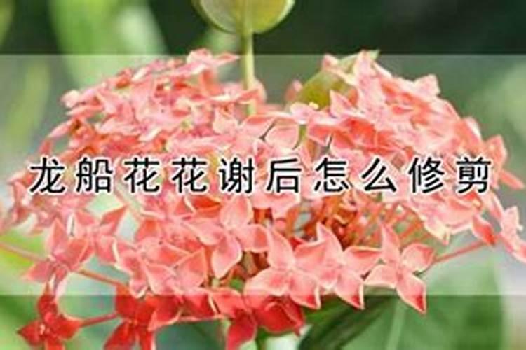 龙船花花谢后怎么修剪