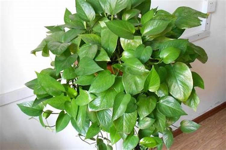 养绿萝用什么肥料最好？