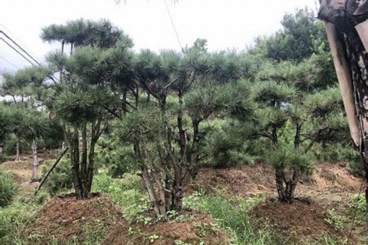 韭菜花的最佳储存方法