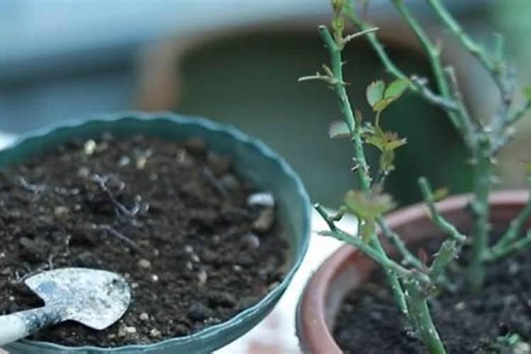 柑橘移植后怎么管理？柑橘树施什么肥好？