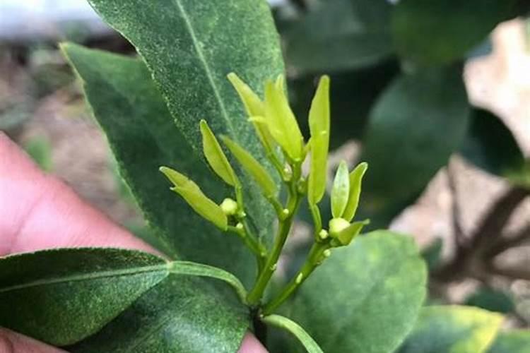 月季有花苞了怎么施肥