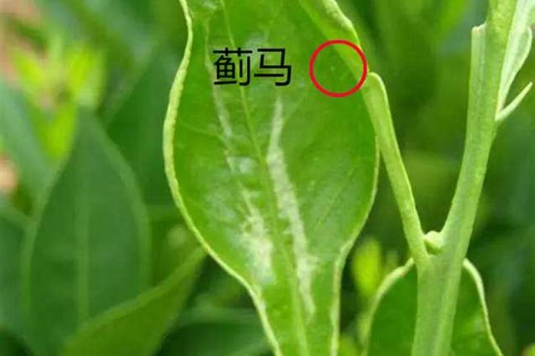 蓟马虫药 助剂 叶面肥对豇豆有什么副作用吗