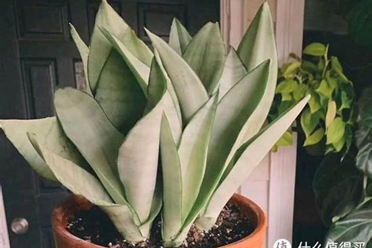 二年花椒幼树施什么叶面肥？