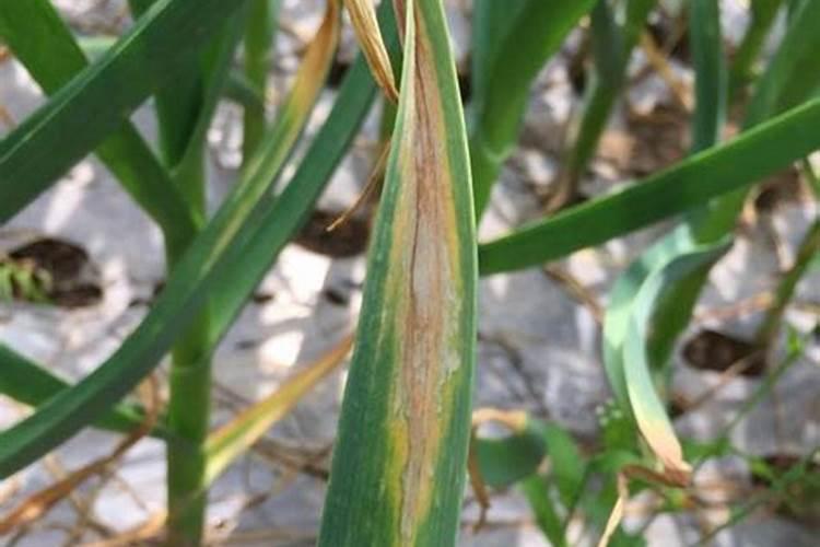 油菜播种可以与化肥混用吗？