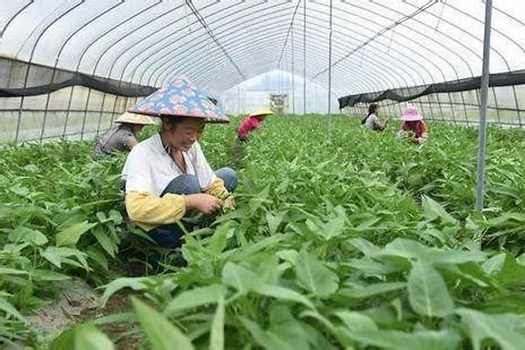 农药用的硫酸铜和石灰是什么做用