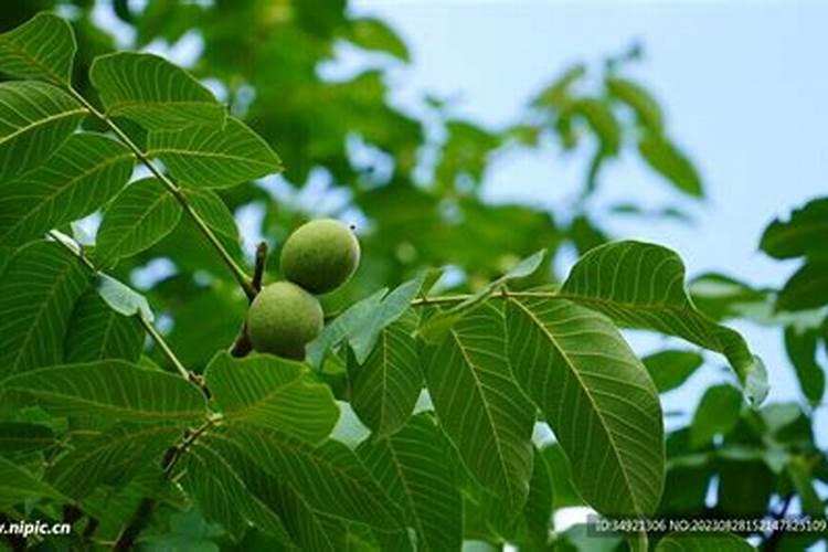 怎样才能让花卉生根快 让花卉生根快方法