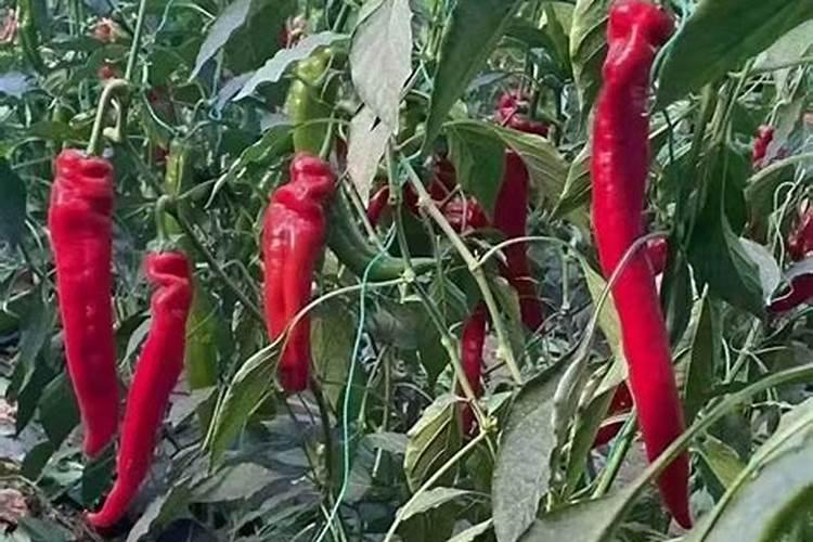 辣椒缺硼表现什么症状？