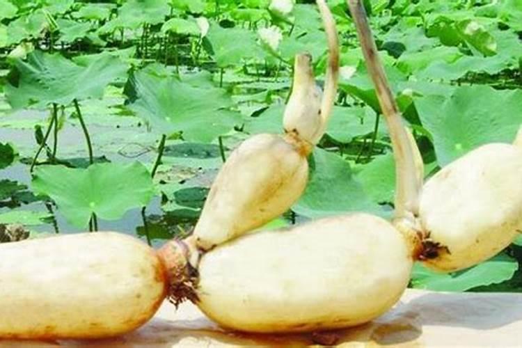 夏天辣椒多久浇一次水