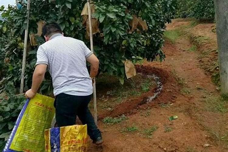 柚子树花期可以喷中唯量元素吗