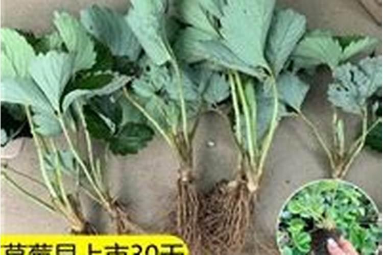 草莓初花期冲什么肥