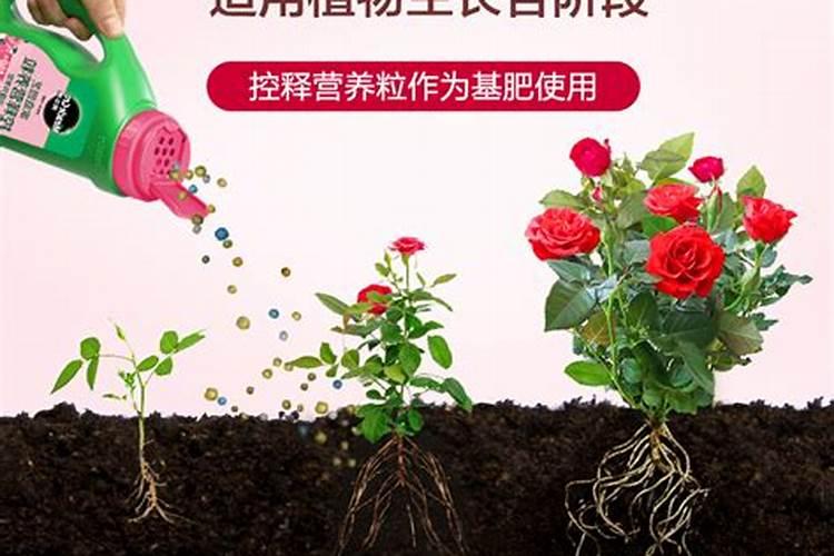 叶面肥上午打还是下午打