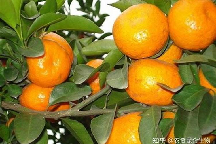 砂糖桔四月份幼果期喷施病虫害的农药有哪些搭配？