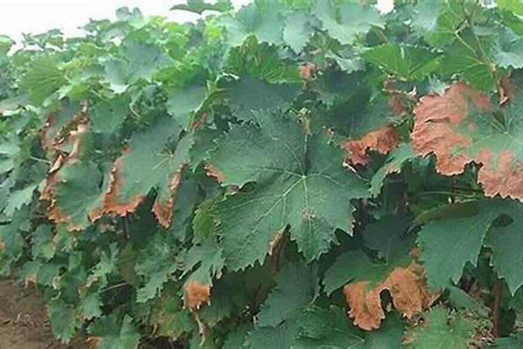 葡萄补钙后仍然缺钙原因(给葡萄补钙什么钙肥最好)