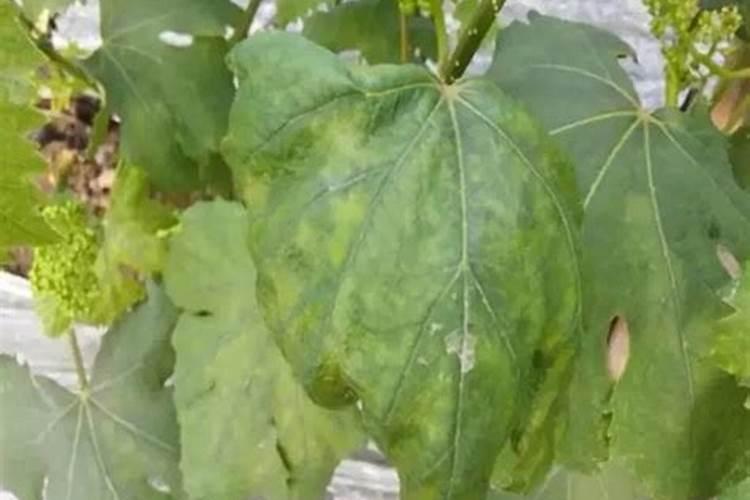 如何提升葡萄的品牌价值