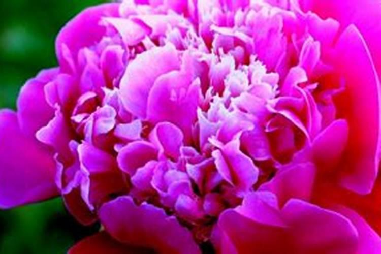 花开成束这些花比爆锅里的花好看多了