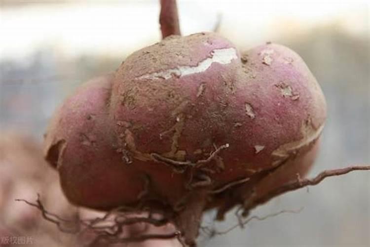 菜苗移栽后要每天浇水吗