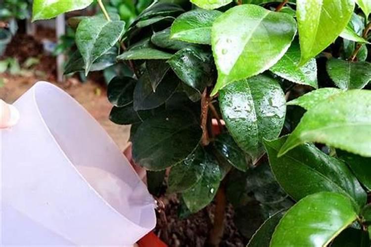 冬季温室大棚草莓浇什么肥生根？