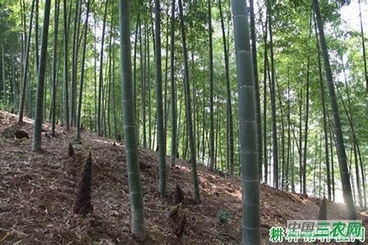 农业生产中铵态氮肥为什么不可与碱性物质混用