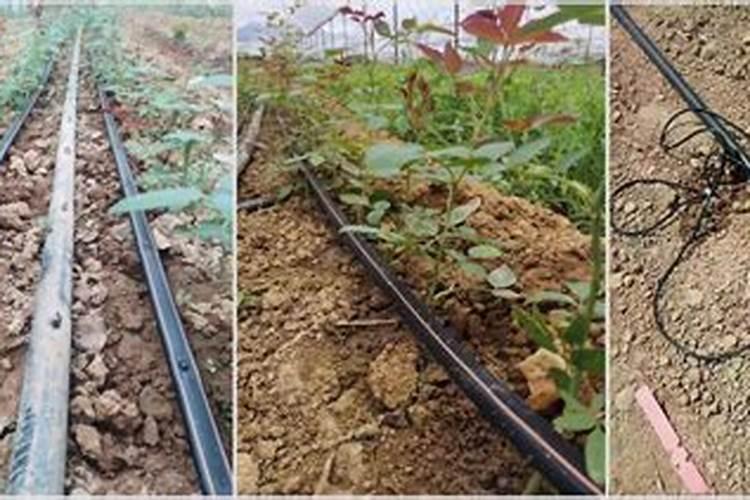 白芷种植技术及亩收益白芷种植技术及效益分析