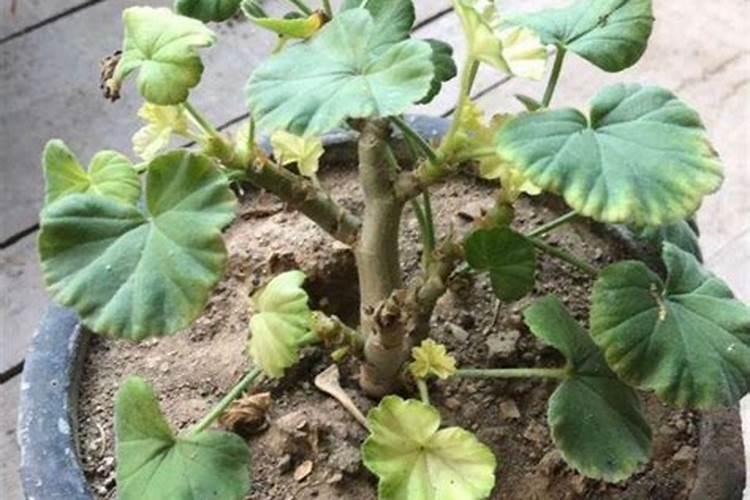 天竺葵叶片发黄原因和处理方法