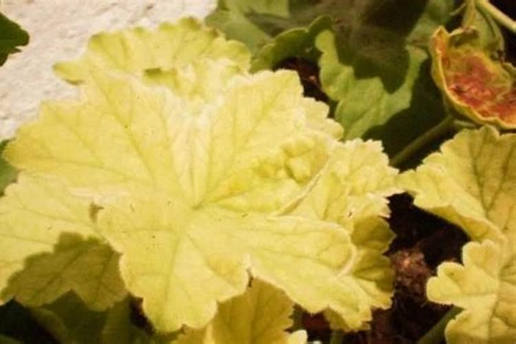 天竺葵抰盆出黄叶能活吗？