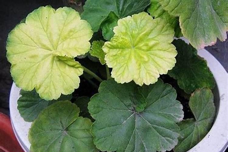 花叶子发黄怎么补救(分享治黄叶最好的办法)