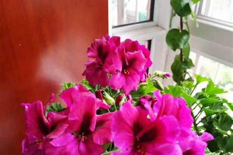 天竺葵新叶发黄怎么办