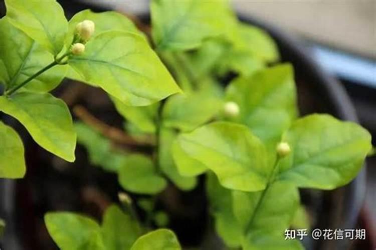 花生秧能用来喂羊吗