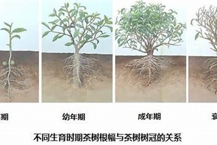 茶叶用什么化肥好