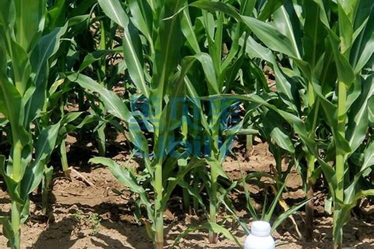 玉米水溶肥的使用方法