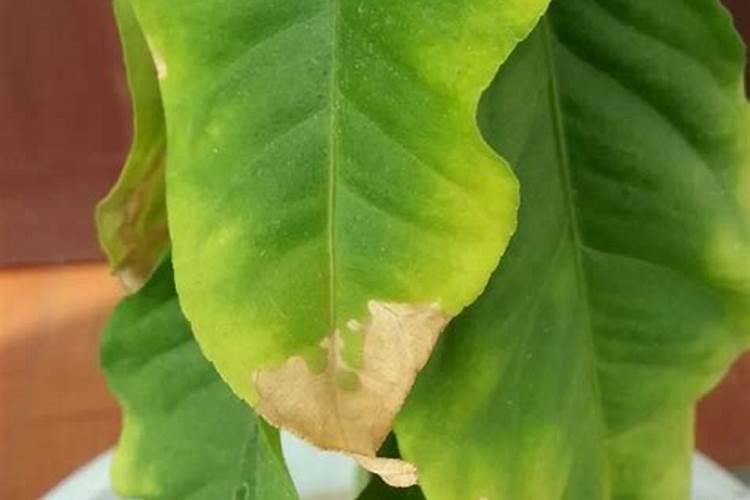 柠檬树叶尖发黄干枯,怎么回事,怎么治理？