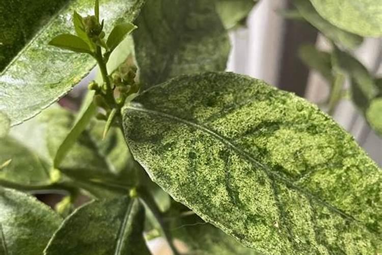 柠檬树叶子发黄,遮阴防晒追施肥料