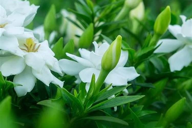 土壤改良剂、微生物土壤改良剂制备方法专利配方技术资料大全文集百度...