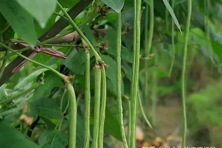 芸豆叶面浅绿,用什么叶面肥？