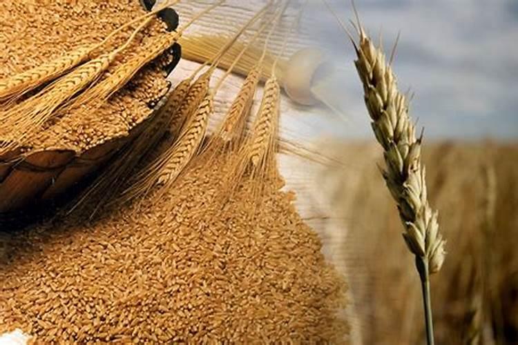 小麦灌浆期管理技巧 小麦怎么施肥