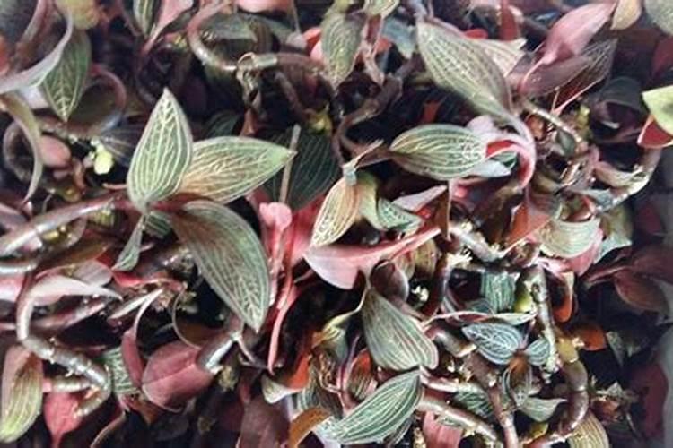 果树促花用什么叶面肥好？