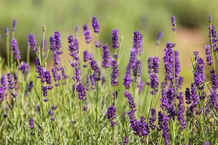 棉田怎样合理施用硼肥？