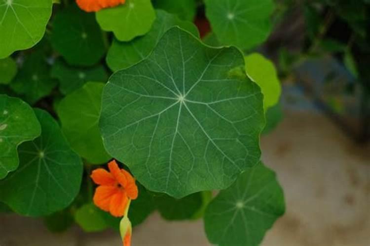 鱼蛋白肥料的功效与作用