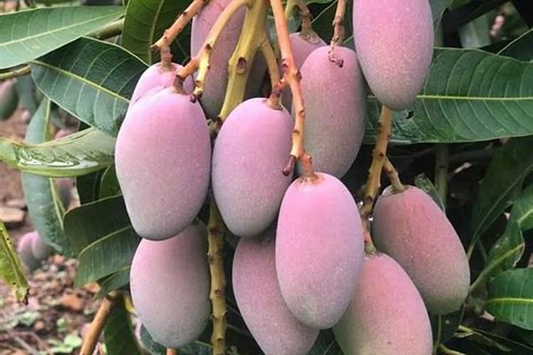 棉花的伏桃名词解释？