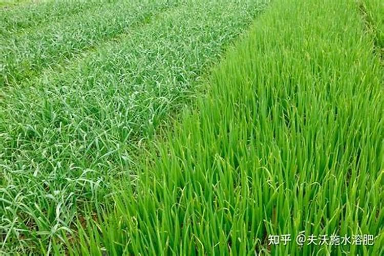 棉花三桃如何划分？