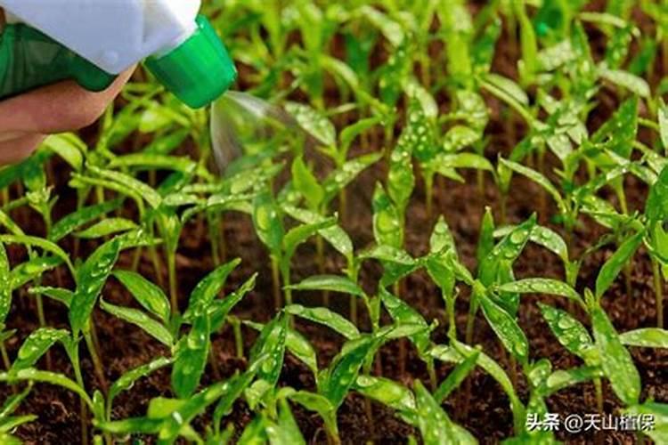 什么情况下需要喷叶面肥 绿植叶面肥施用指南