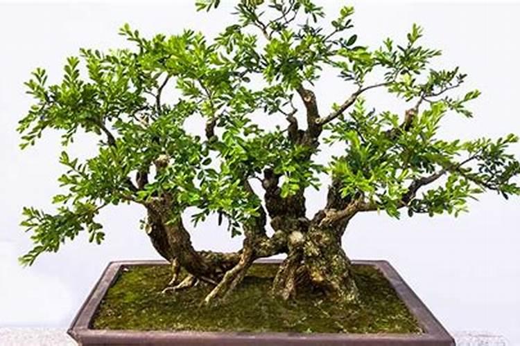 韭菜使什么控长药好