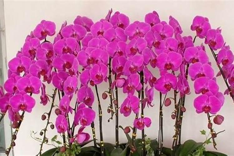 蝴蝶兰哪时候施肥比较合适蝴蝶兰什么时候施肥