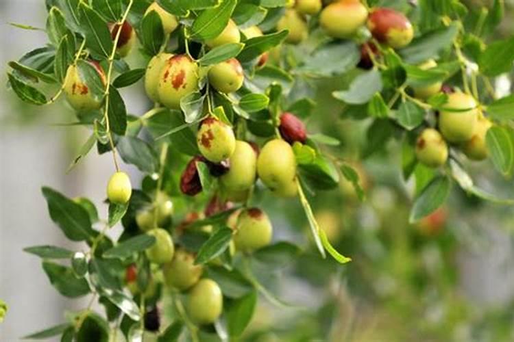 冬枣树环剥后,树叶发黄应喷啥叶面肥？